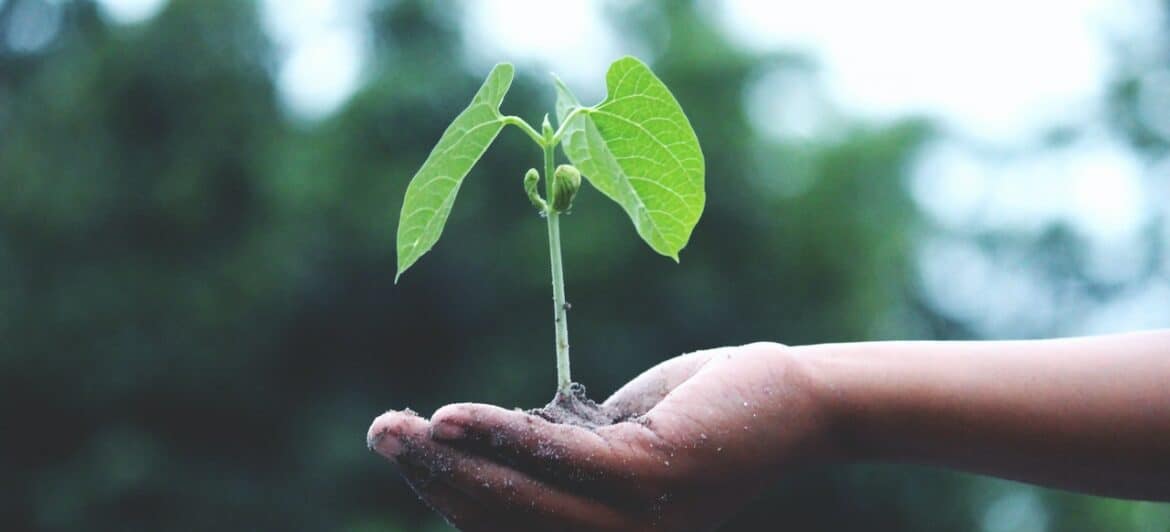 When life hands you dirt, plant seeds